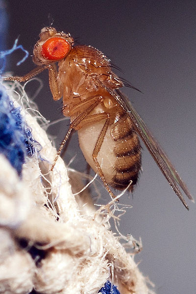 Fruchtfliegen