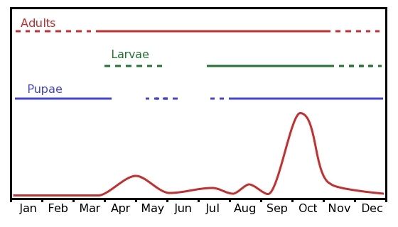 Populationsdynamik einer Olivenfruchtfliege