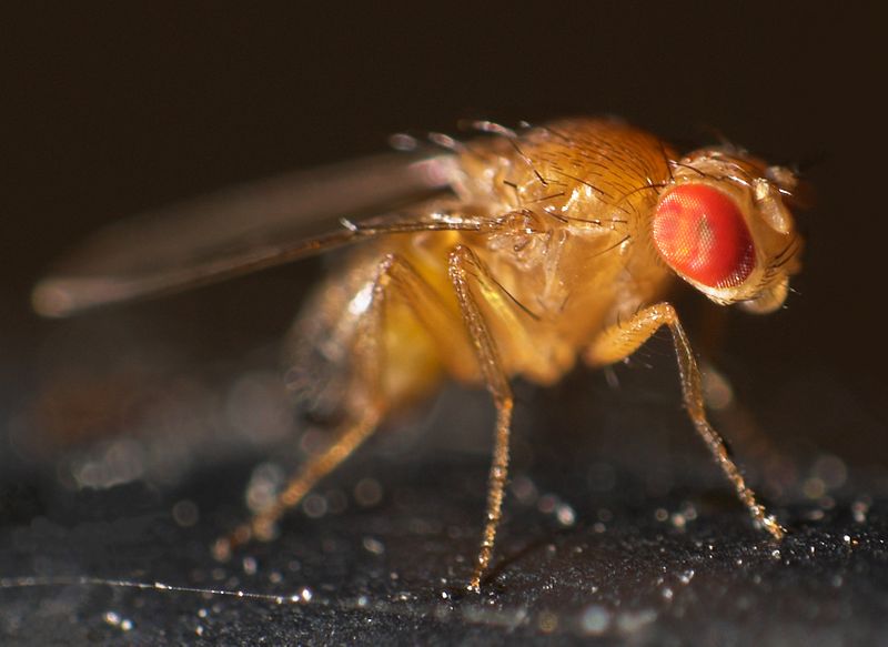 Fruchtfliegen Lebensdauer: Das Aussehen einer Fruchtfliege