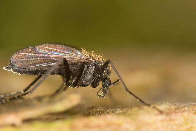 Der wohnung kleine schwarze im winter in fliegen Kleine Fliegen