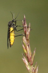 Eine Trauermücke (Sciara analis) fotografiert in Deutschland