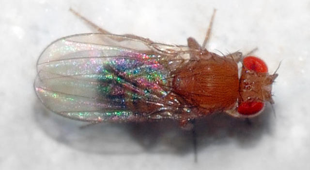 Obstfliege von oben