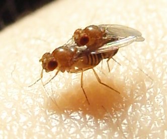 Drosophila Melanogaster bei der Paarung